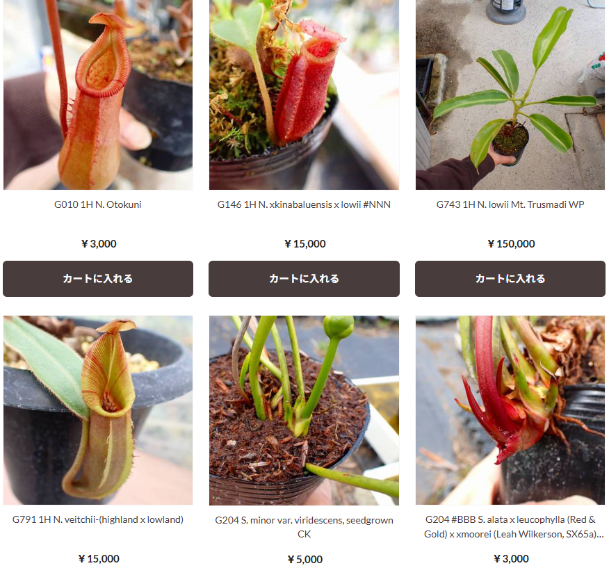 公式の #NNN xharryana x xkinabaluensis 食虫植物N. 食虫植物N. #NNN