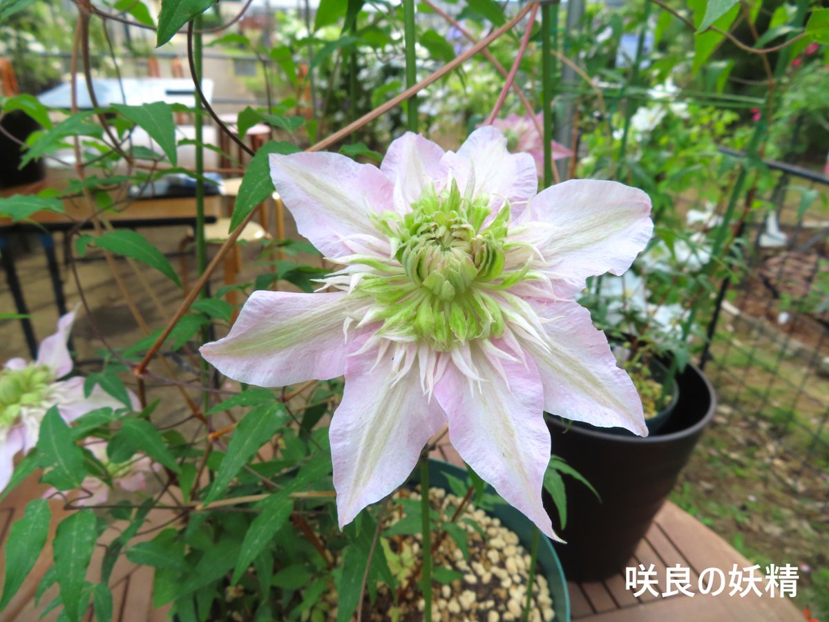 【新品】高級手芸スキルスクリーン　NO.92 忘れな草 🪴…‥・ #クレマチス ・‥…🪴* ✨#筑波実験植物園 で初公開✨ 今年の推し