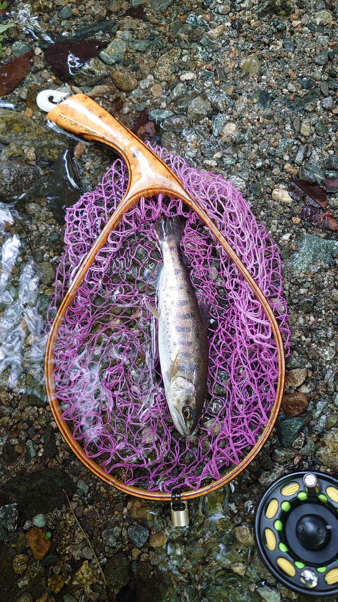 FlyHighFisher's tweet photo. #坂本川 にてフライフィッシング
放流魚もまだ残っており、かなり広範囲に散ったようで、どのポイントでも一定のアタリがありました。
今年の雲出川は、滋賀の醒井のアマゴを放流したそうで、名物（？）の朱点がド派手なアマゴは釣れません。
放流されていない区間のアマゴは、年々朱点が薄くなってる https://t.co/iqV1rlcbfC