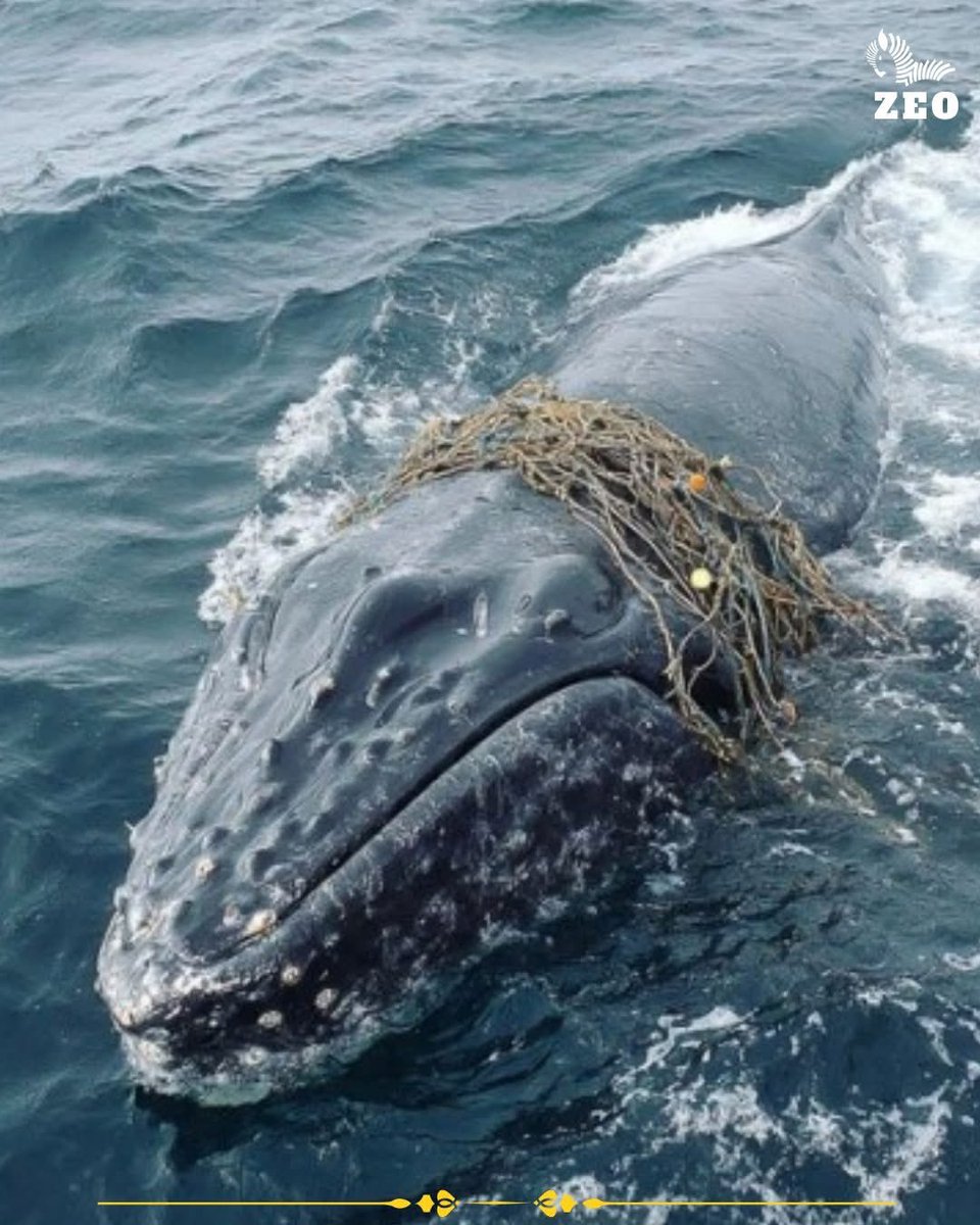 Mr PitBull Stories tweet media