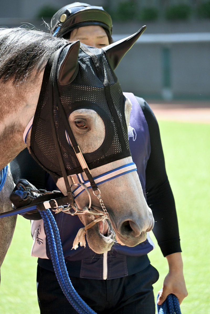 Pere@競馬 tweet media