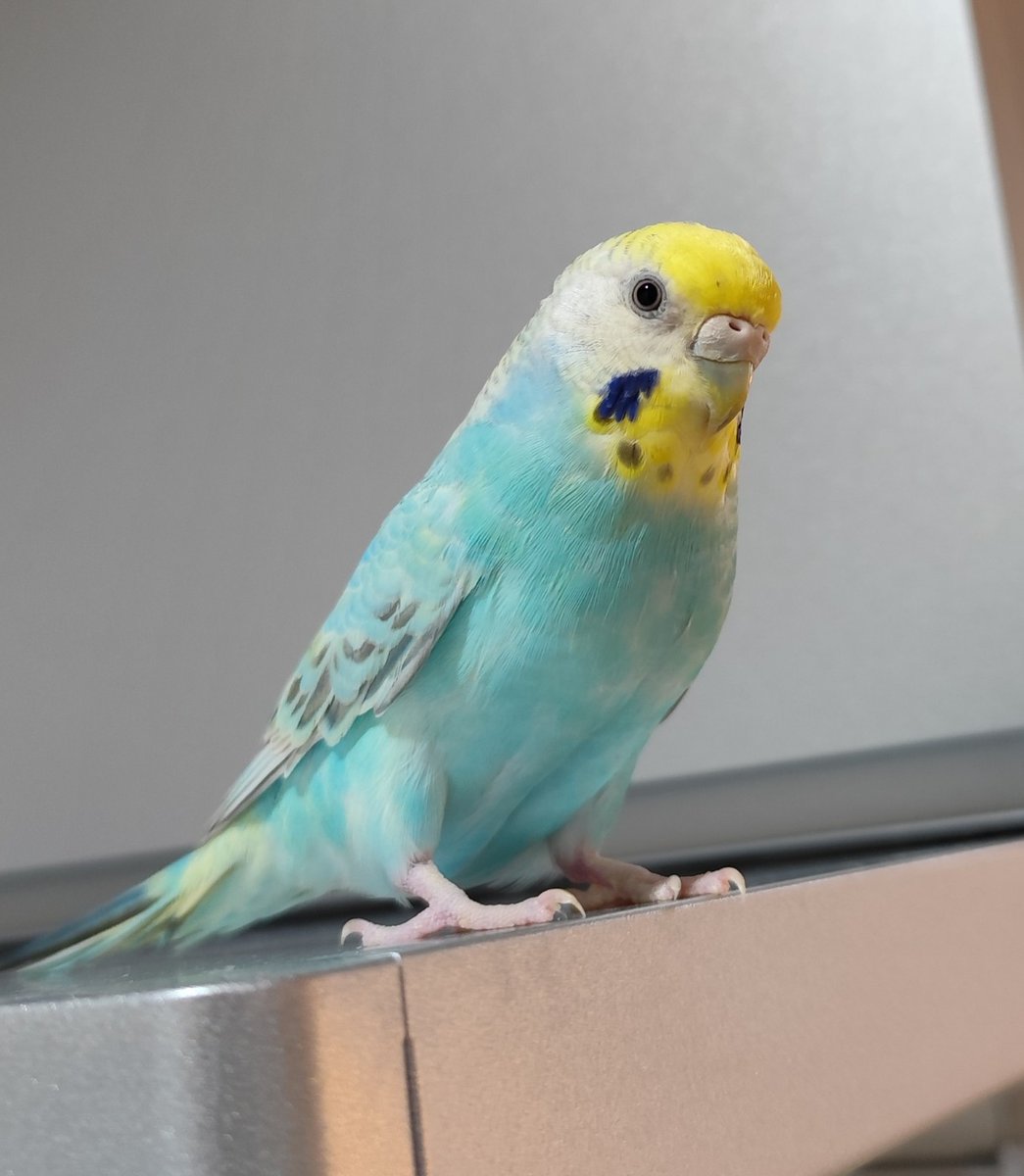 せきせいいんこ 拡散希望】 セキセイインコの迷子情報です 場所：大阪府守口市 日時