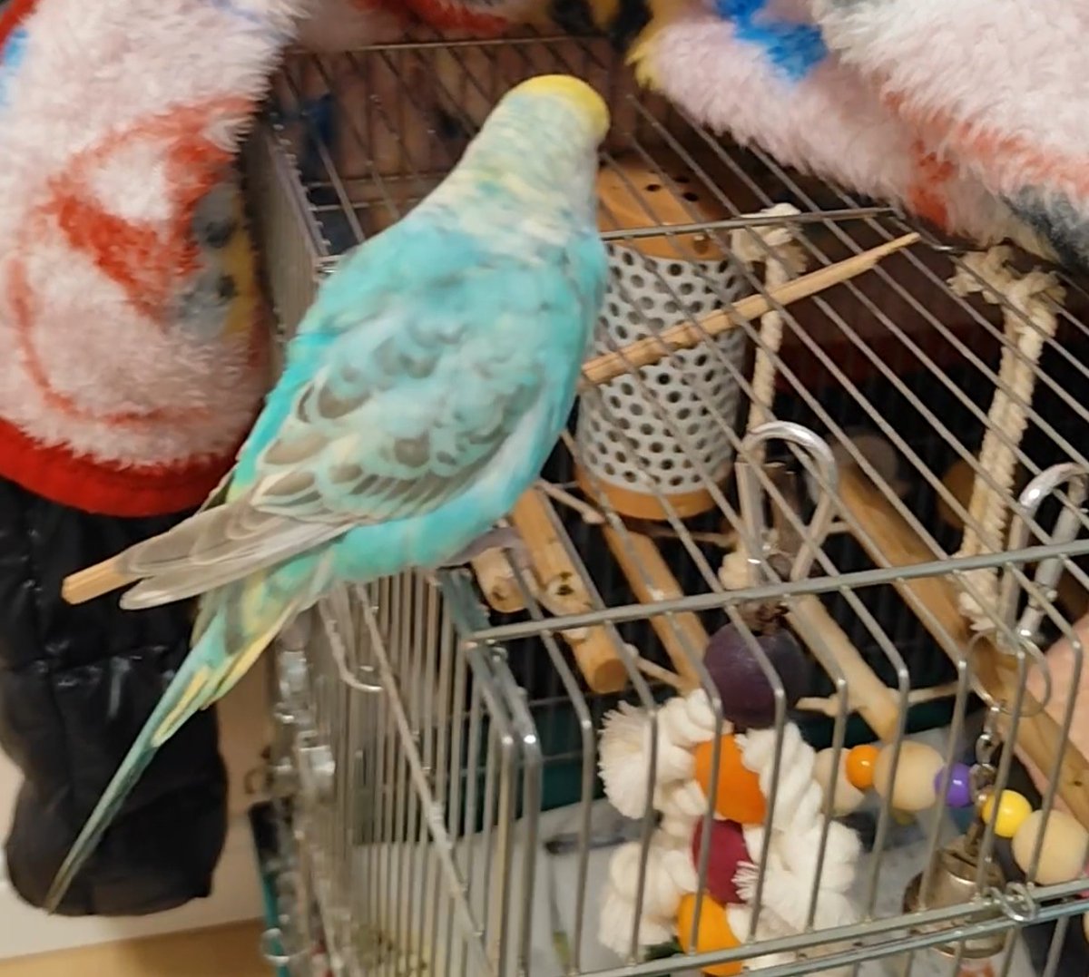 拡散希望】 セキセイインコの迷子情報です 場所：大阪府守口市 日時