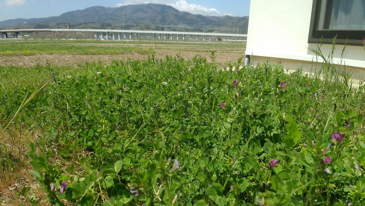 mitsuyo_go's tweet image. #俳句      #鴨      #燕

田に鴨やのどけき春の昼下がり

雲流れ燕古巣を訪ね来る

💝