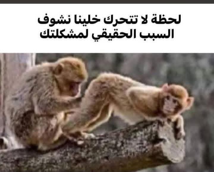 sameeh640748's tweet photo. @EdyCohen https://t.co/umbGMKL7PB
