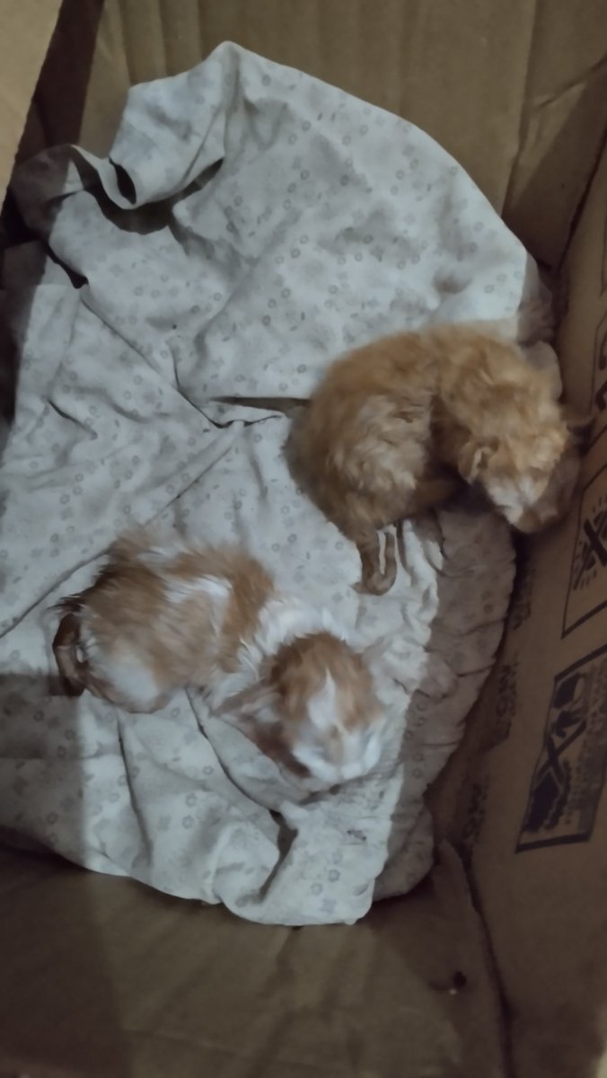 Yunia 𝓡𝓲𝓬𝓴𝓶𝓸𝓷𝓸 tweet media