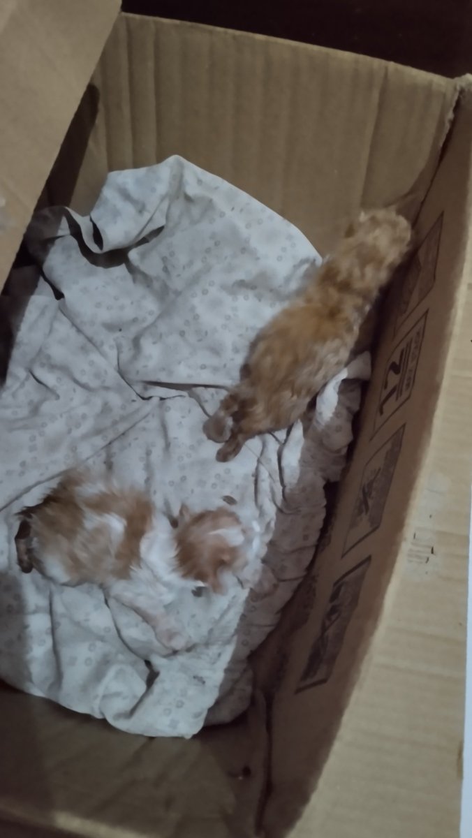 Yunia 𝓡𝓲𝓬𝓴𝓶𝓸𝓷𝓸 tweet media