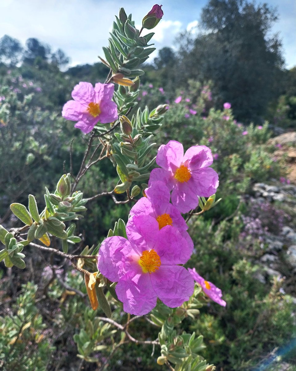 AssSerraMariola's tweet photo. El Pont de Maig és un moment perfecte per visitar la Serra Mariola⛰️. La serra de les flors 🌼🌸 es mostra amb tot el seu esplendor i qualsevol de les rutes senderistes 👟 que hi ha senyalitzades es convertirà en una experiència única. 
https://t.co/jymTvsDgAx https://t.co/Fe7E3ouNp5