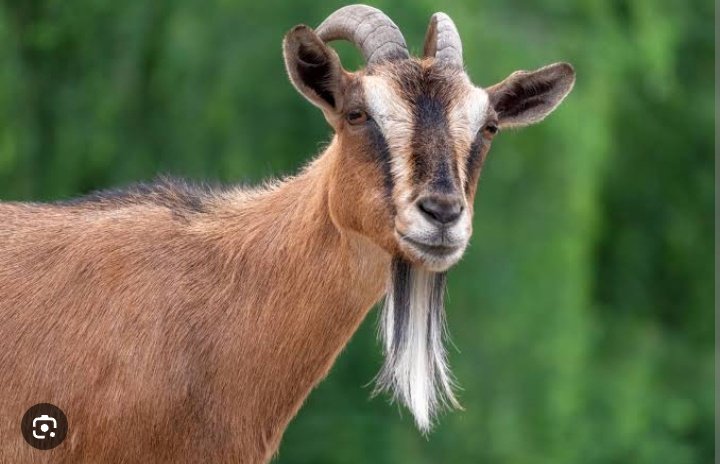 freedonnymil's tweet photo. #NATURECODE
Ever Seen A HeGoat Mating A HeGoat Before? Answer is NO.
Now, Why Are We Having God's Own Image (Man) Defiling Man and Yet They See No Wrong in the Act.
Man Defiling Natures Code.
#SAYNOTOGAY
#NOTOLESBIAN https://t.co/C7zy96l4s6