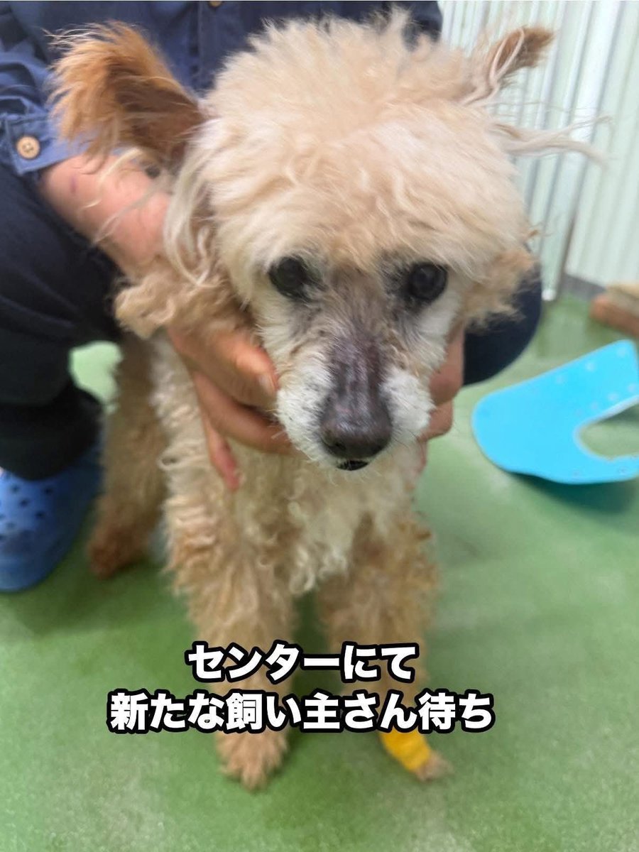 どうぞ家族として迎えてください🩷🐶🩷 #滋賀県動物保護管理センター
#保護犬　#里親募集

私も保健所から成犬を迎えてとっても幸せです😌🌸💓

成犬も本当の家族になります❣️

ペットショップへ行かないで、本当に犬が好きであれば家族として迎えてください🩷

facebook.com/share/18fdFVTe…