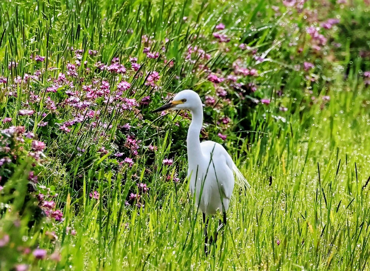 chibull2's tweet photo. #野鳥    #チュウサギ    #夏鳥

Intermediate egret https://t.co/tp5EfPylqk