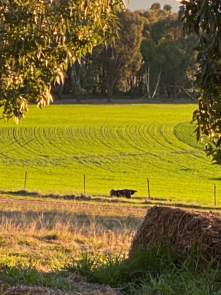 Hybrid-Ag tweet media