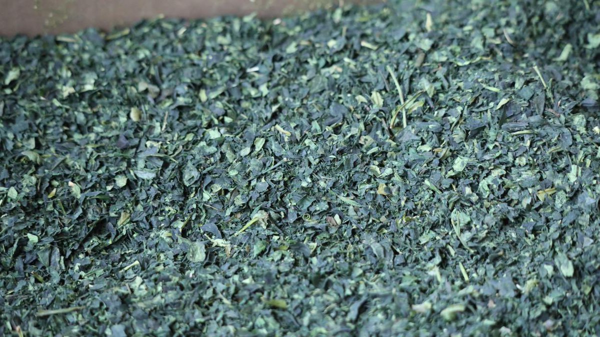 UpGuizhou's tweet image. The spring harvest of tea in Guizhou, is peaking. Through shading management, quality improves. This county has 30000 mu of #tea bases and 20 production lines running at full capacity. Spring output is expected to exceed 300t, boosting #rural income and the local #matcha brand.