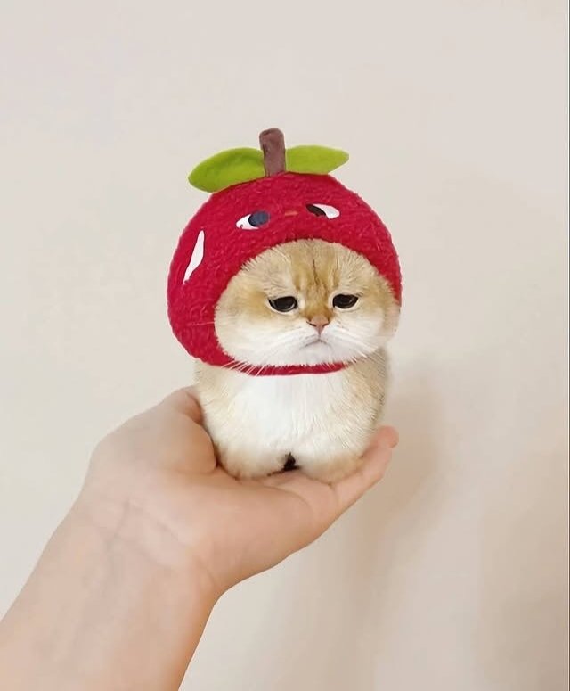 Daily Cat Posts tweet media