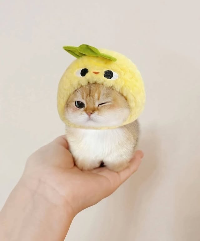 Daily Cat Posts tweet media