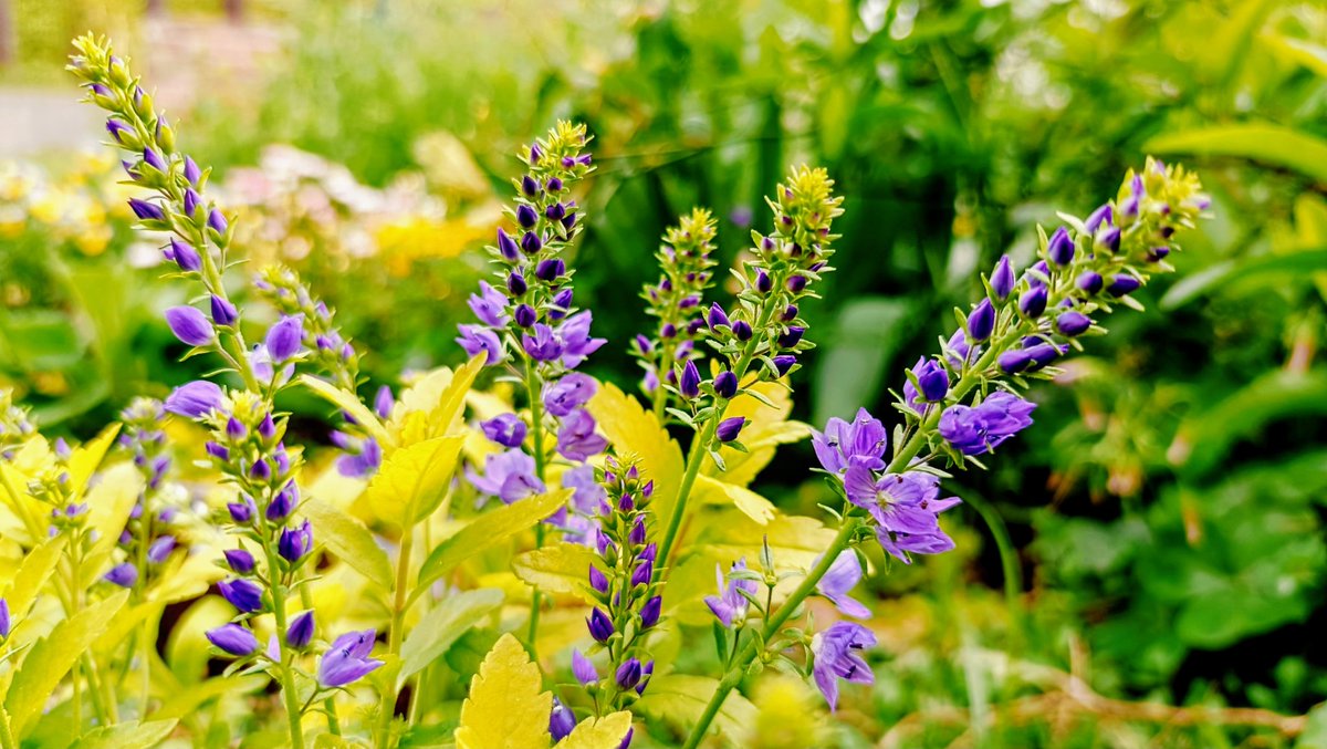 大好きなベロニカが今年も美しく咲いてくれました
とても美しい✨