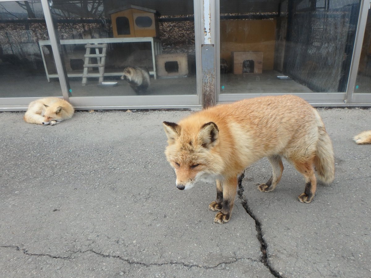 mfmtbtmfm's tweet photo. 🦊
地面を割ったチョーギちゃん😆
まえしろちゃんは寝たふり~
#北きつね牧場 #チョーギだワン
#foxsleep #エゾタヌキ https://t.co/XMTTkKCuH5