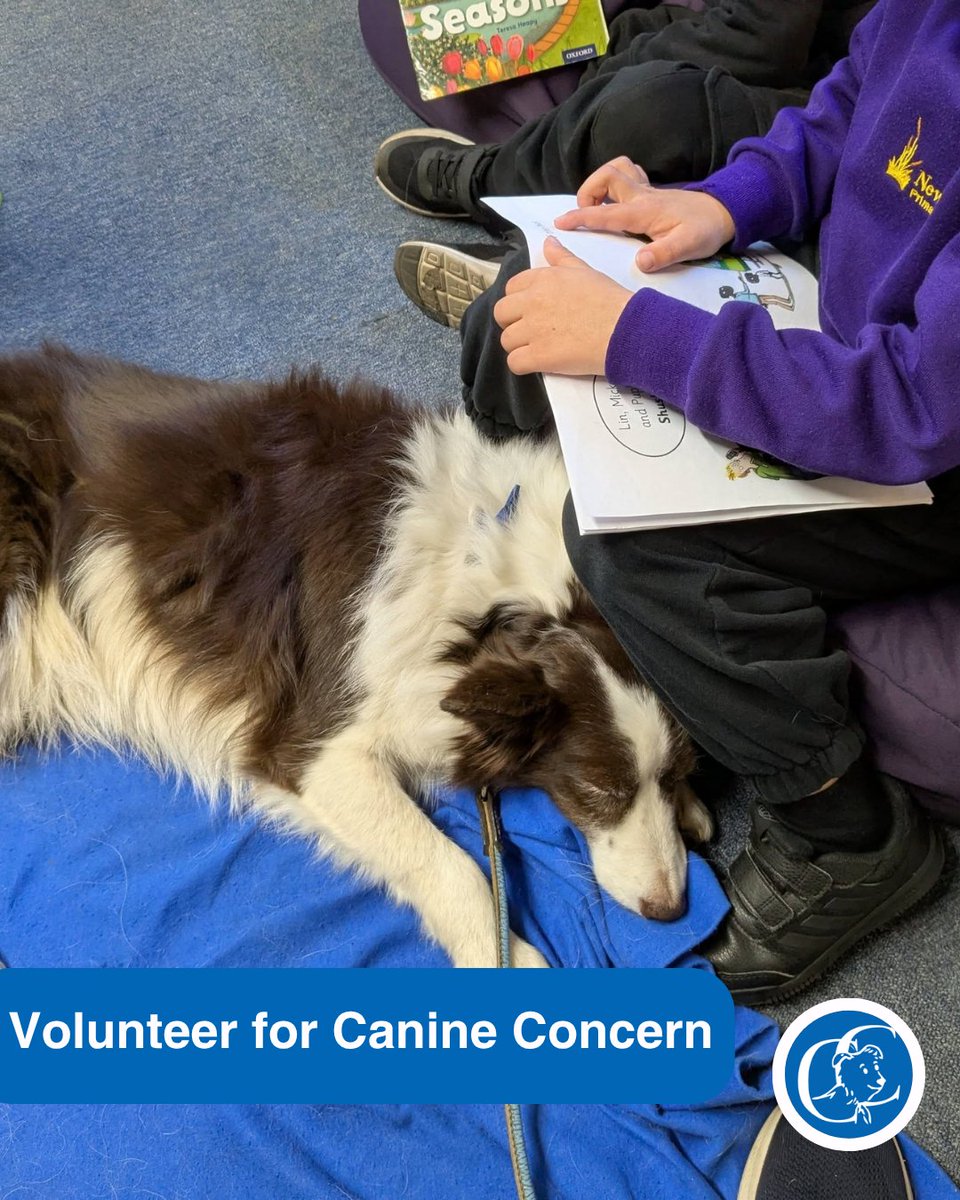 Canine Concern CIO tweet media