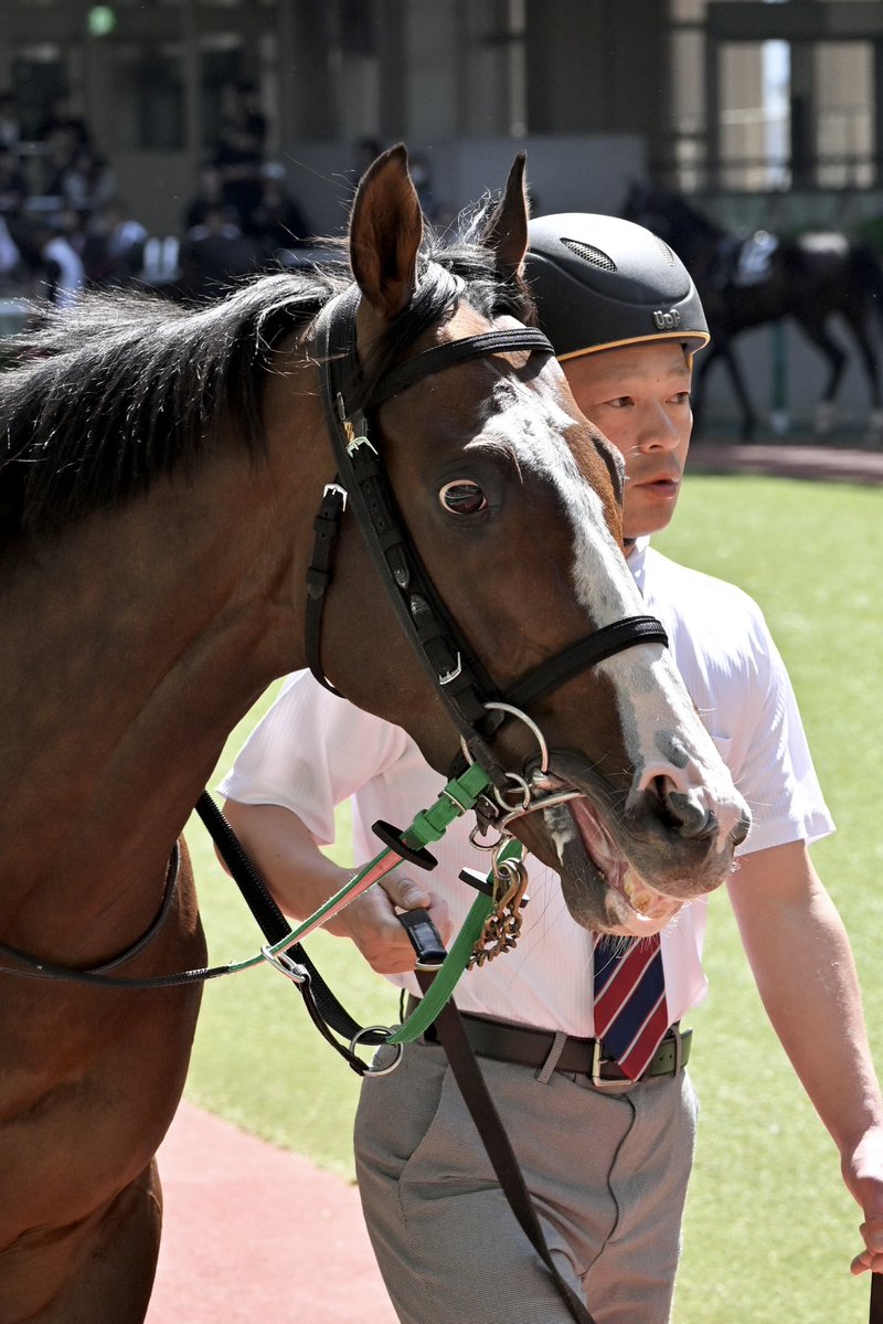 Pere@競馬 tweet media