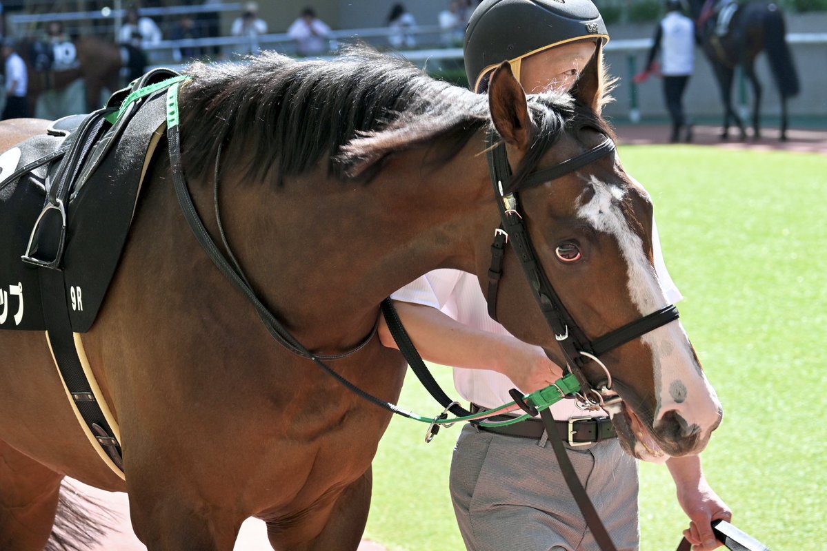 Pere@競馬 tweet media