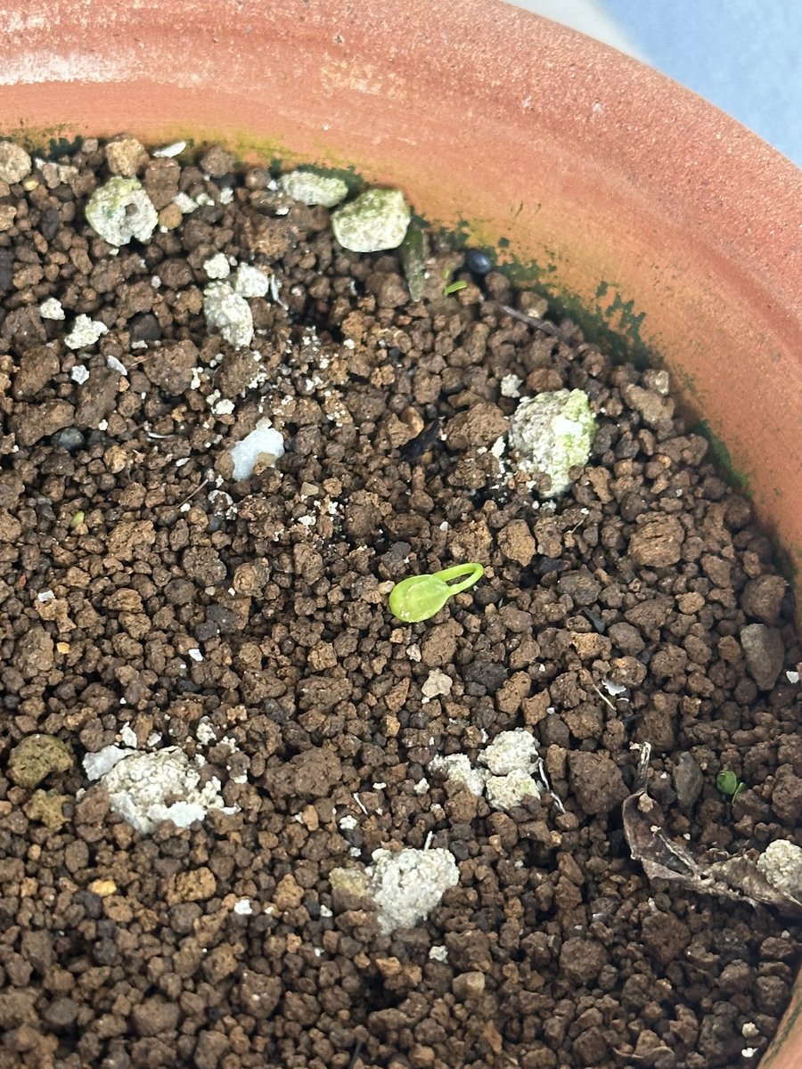 かやや 🛠️ tweet media