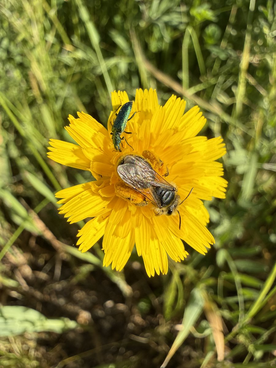 AGROFIG PRIMA tweet media