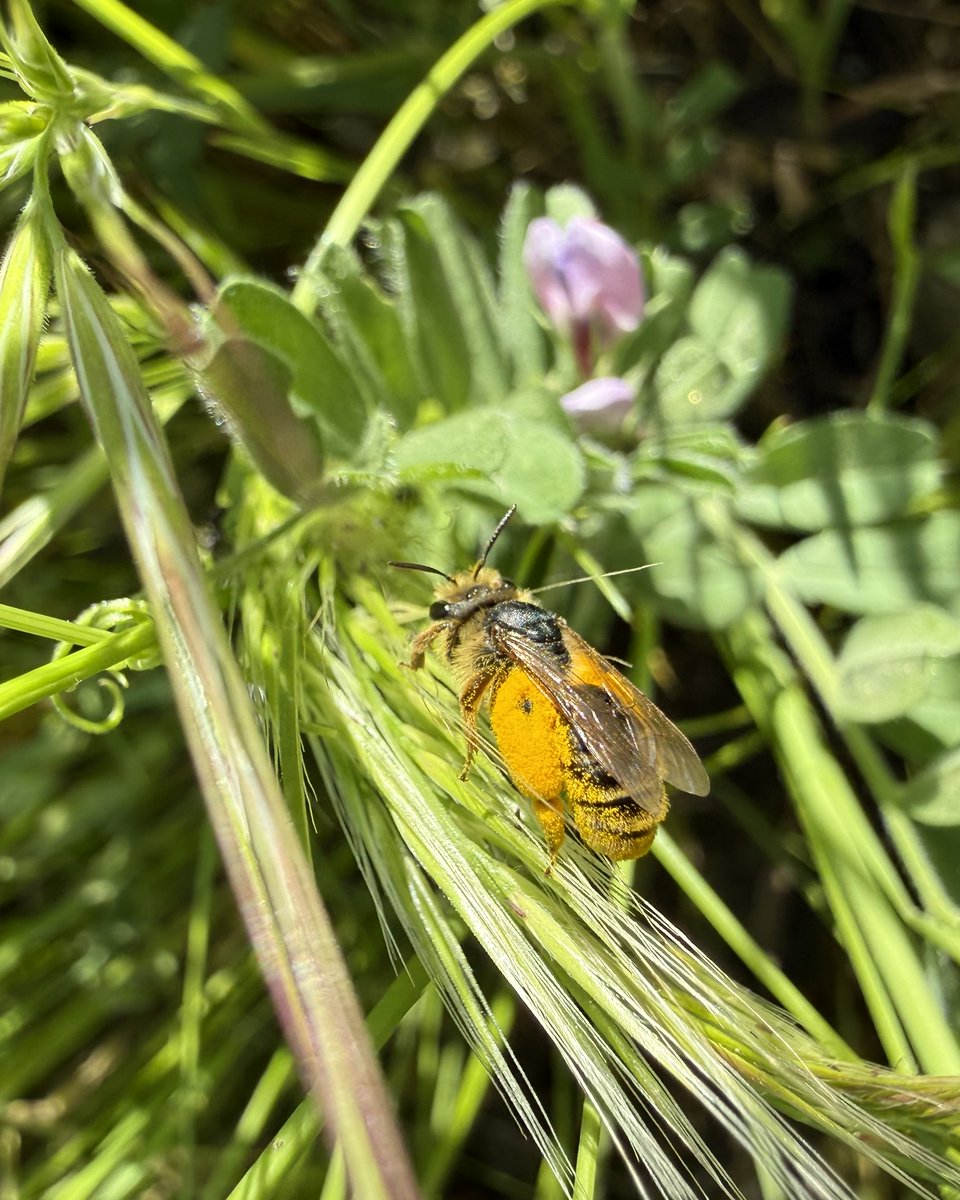 AGROFIG PRIMA tweet media