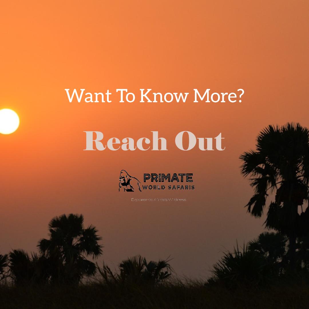 primatews's tweet image. Bwindi is more than a destination; it is a feeling. From the breath of a mountain gorilla to the ancient songs of the Batwa.

Come experience the wild with us.
Contact Us at:
📞 +256 703 904099
📩 info@primateworldsafaris.com

#BwindiSafari #GorillaTrekking #VisitUganda #España