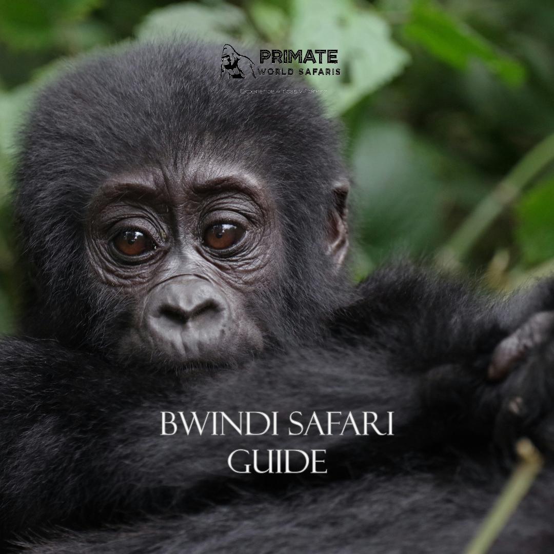 primatews's tweet image. Bwindi is more than a destination; it is a feeling. From the breath of a mountain gorilla to the ancient songs of the Batwa.

Come experience the wild with us.
Contact Us at:
📞 +256 703 904099
📩 info@primateworldsafaris.com

#BwindiSafari #GorillaTrekking #VisitUganda #España