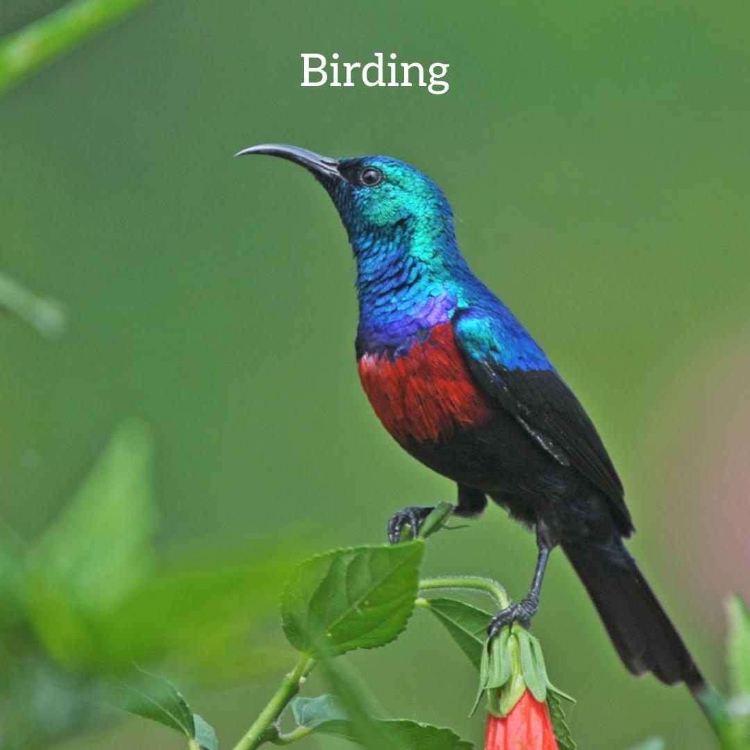 primatews's tweet image. Bwindi is more than a destination; it is a feeling. From the breath of a mountain gorilla to the ancient songs of the Batwa.

Come experience the wild with us.
Contact Us at:
📞 +256 703 904099
📩 info@primateworldsafaris.com

#BwindiSafari #GorillaTrekking #VisitUganda #España