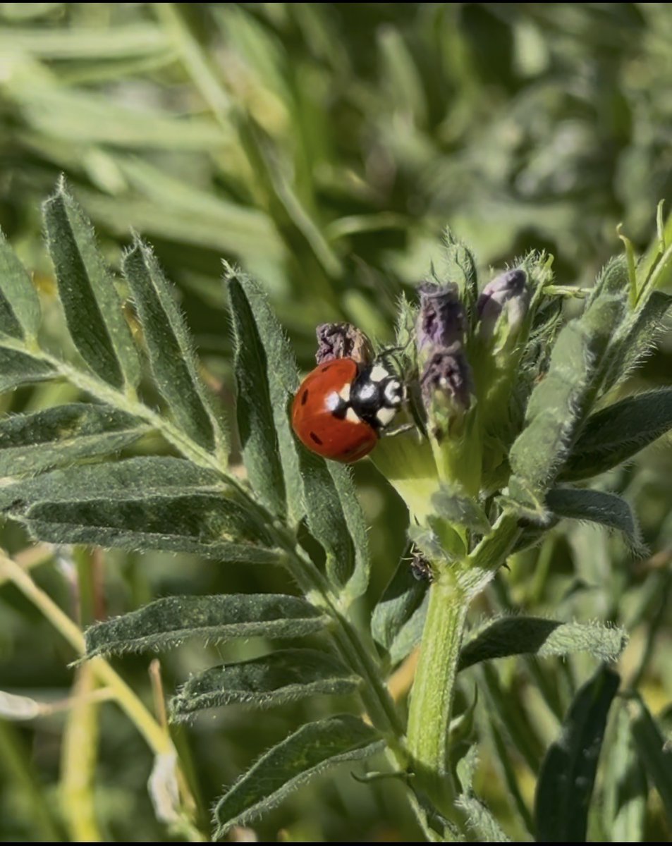 AGROFIG PRIMA tweet media