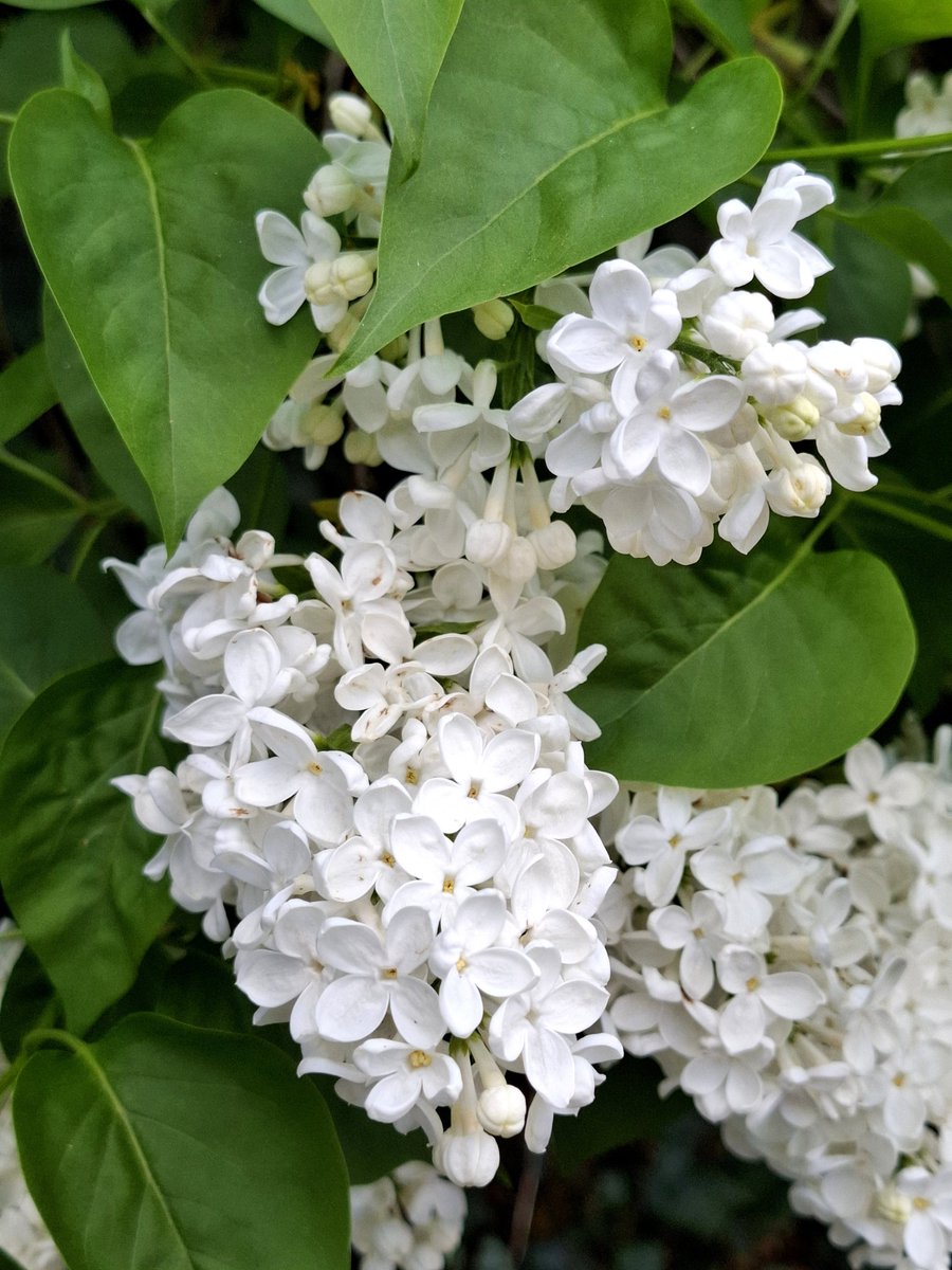 AnneGBradford's tweet image. #inthegarden