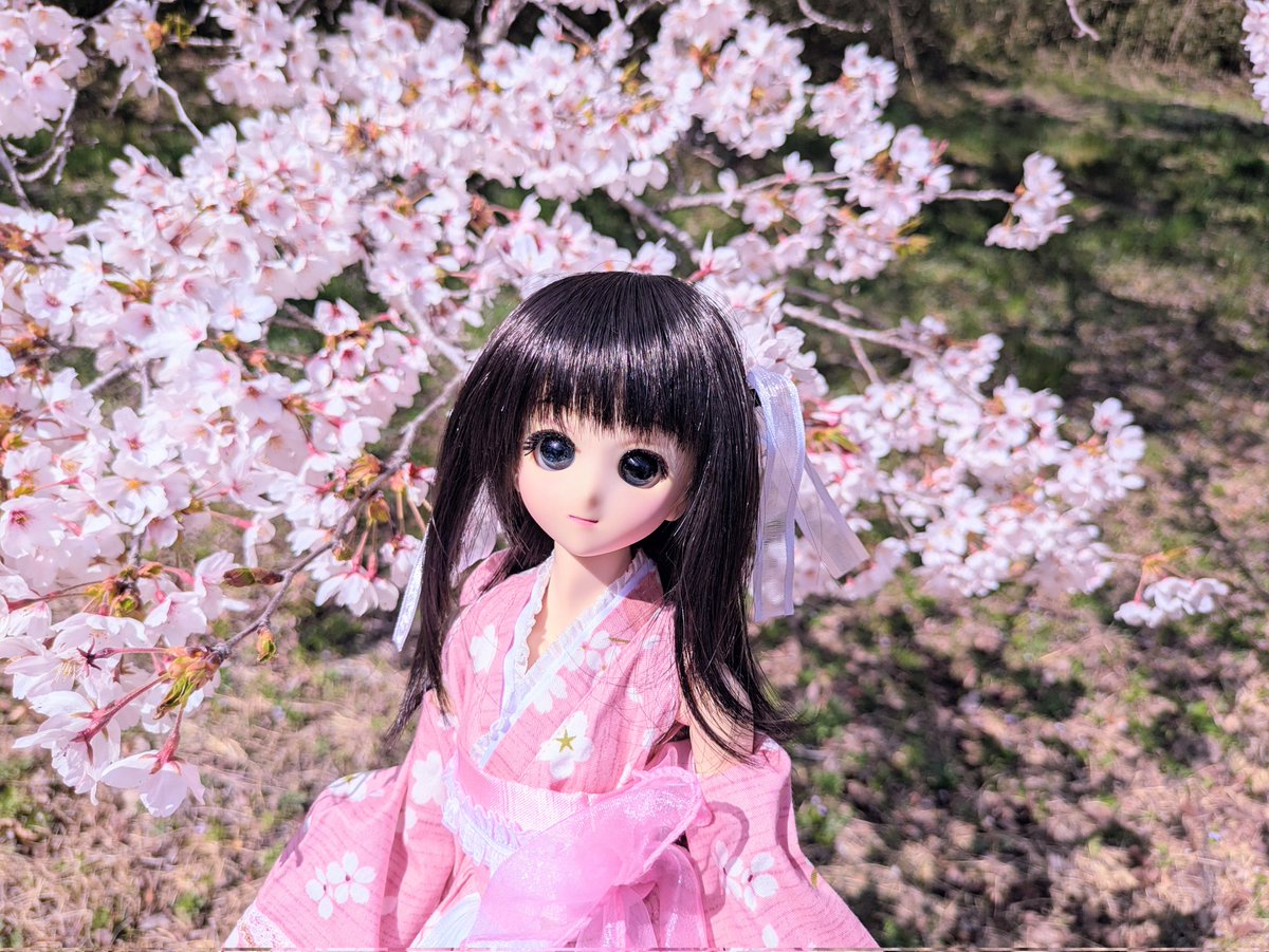 OwlWorksM's tweet photo. #なんだって良い黒髪のうちの子を載せるチャンスだ https://t.co/jQjsxNQ2go
