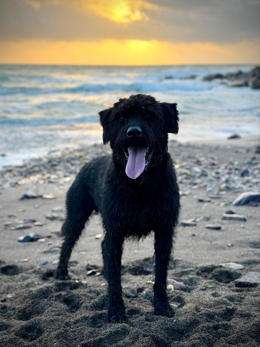 DevonPoliceDogs's tweet image. PD Albert had a busy day shift, taking two wanted males off the street in two separate incidents. One had been outstanding for some time and liked to run from Police, the other is known to be exceptionally violent on arrest- both came quietly 🐾 @_GS_Albert