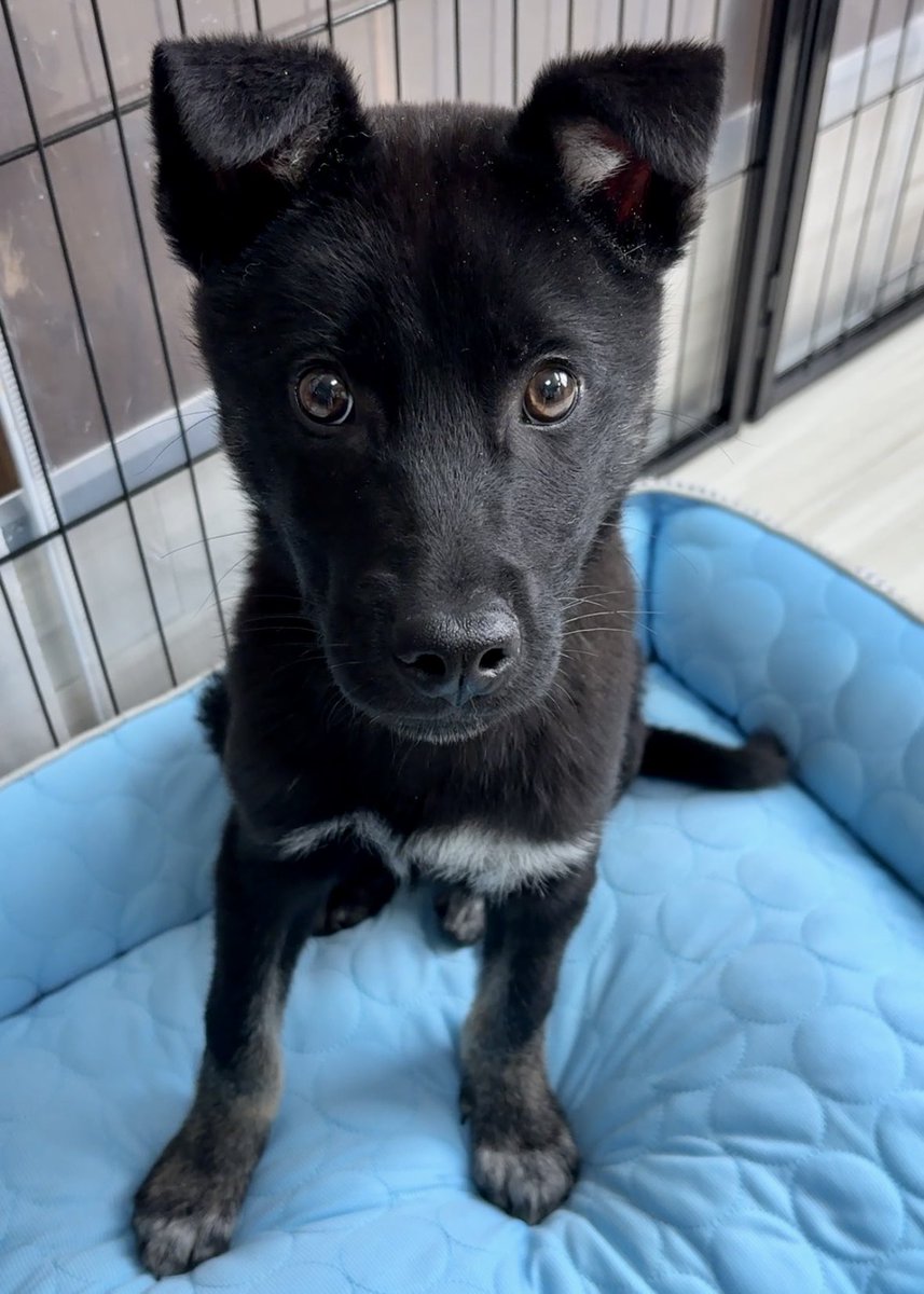 野良犬ふれあい広場 tweet media