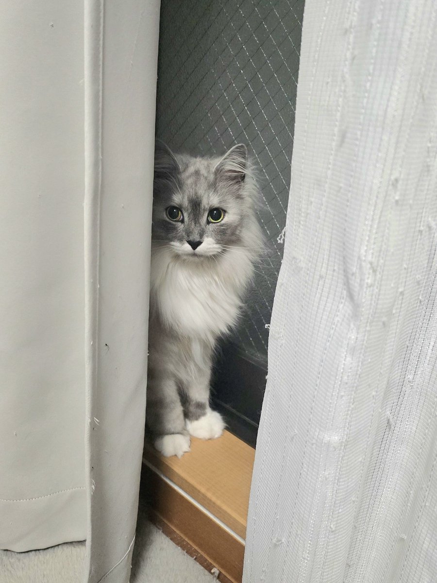 らんまる🐾 (@1224_ranmaru_jp) / Posts / X