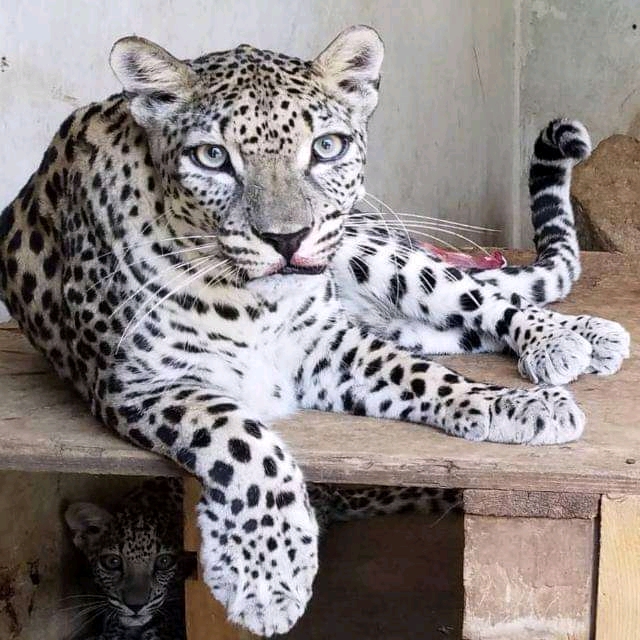 YemenZoos's tweet image. We hope you're all having a good weekend. We just wanted to give a shout out to everyone working to make the world a better place.  Thank you! There's so many people striving to #makeadifference in the world, but that's easy to forget with all the bad news.#positivesteps #change