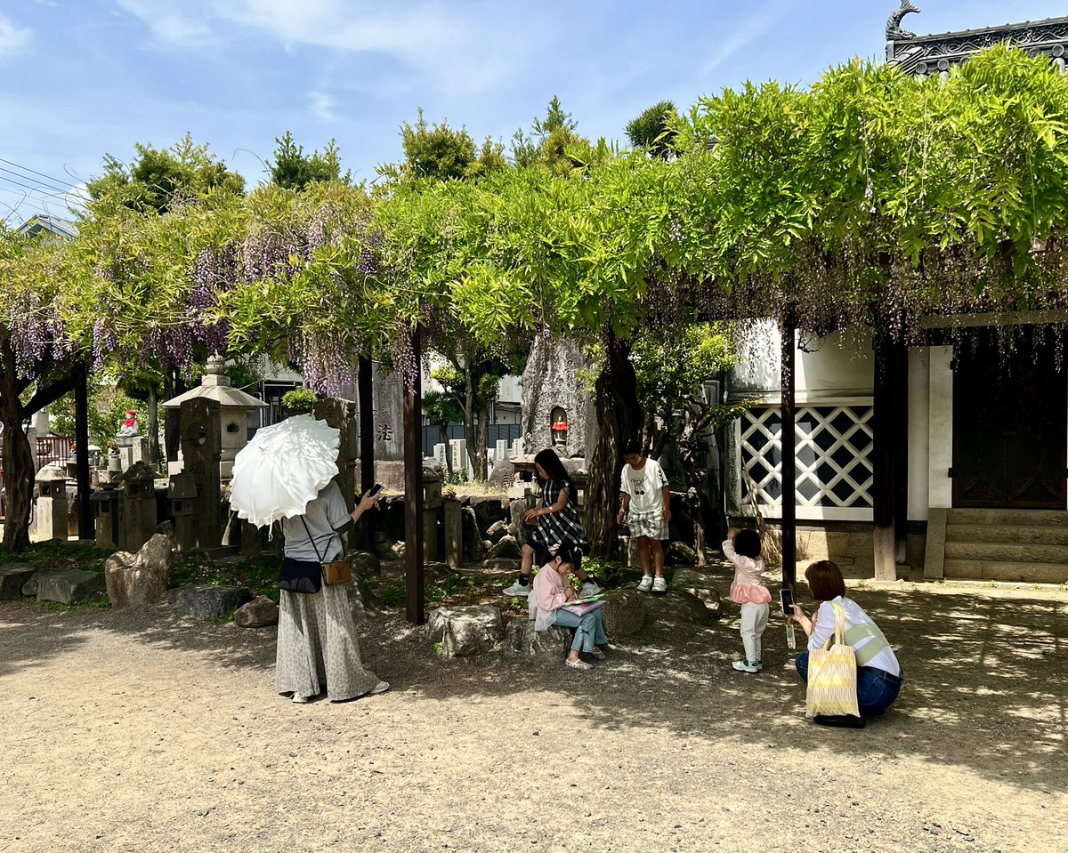 twincities2026's tweet photo. 2026年の葛井寺「藤まつり」での、人々の様子を捉えたスナップ写真です。Candid moments of visitors at the 2026 Fujiidera Wisteria Festival. #葛井寺 #藤の花 #藤まつり #Wisteria https://t.co/pPZT9avTxI