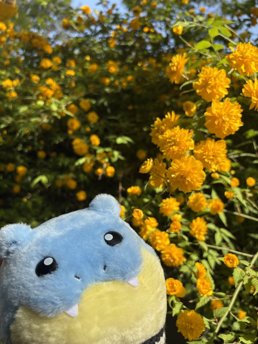 금목서인 것 같던데
향이 너무 좋았다