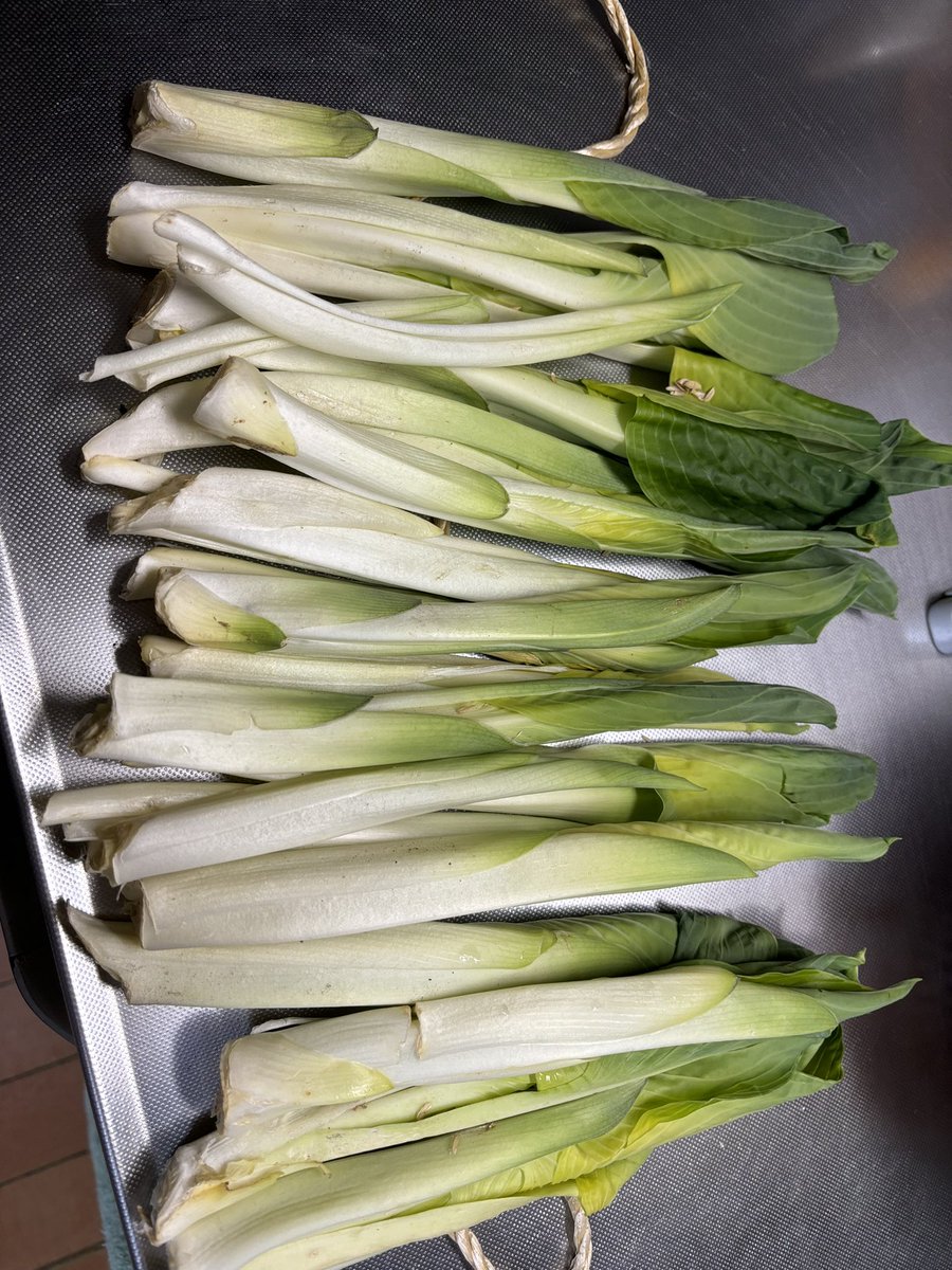 温井 むした @山形VTuber tweet media