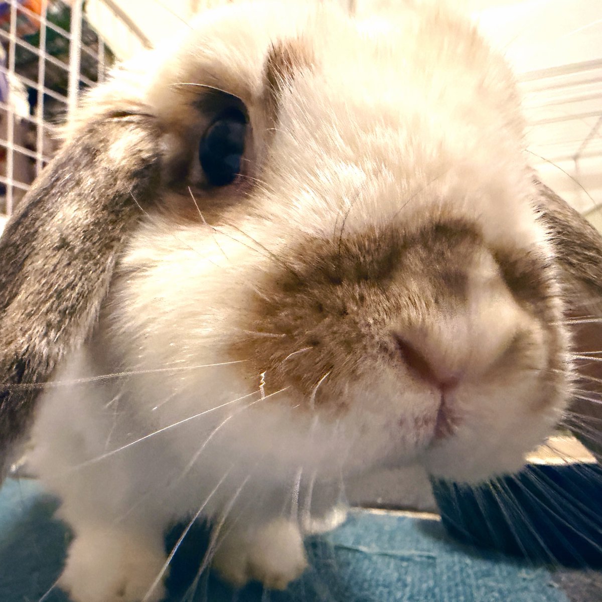 オロポ tweet media