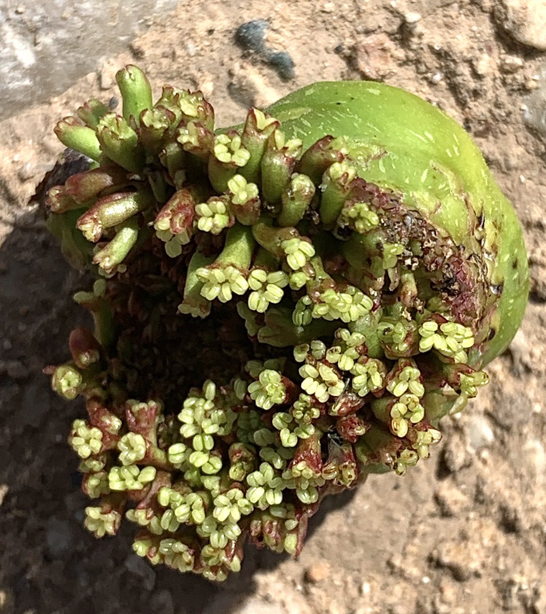 La higuera tiene flores, si. Y en este caso os dejo imagen de flores femeninas y de masculinas, que estas pocas veces se ven ( izq. fem, der. masc.)