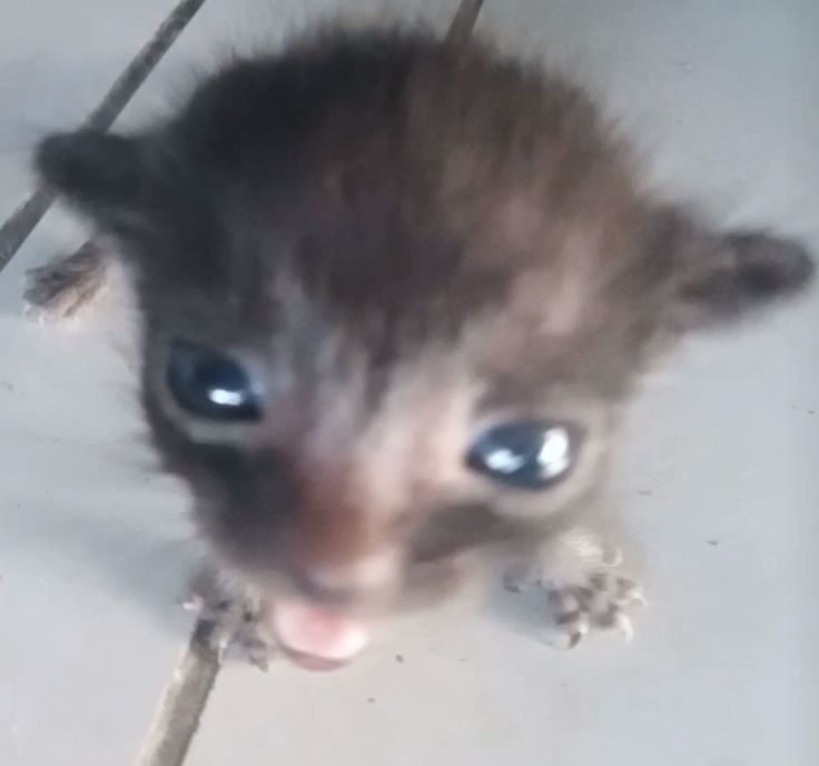 Chio chill de cojones tweet media