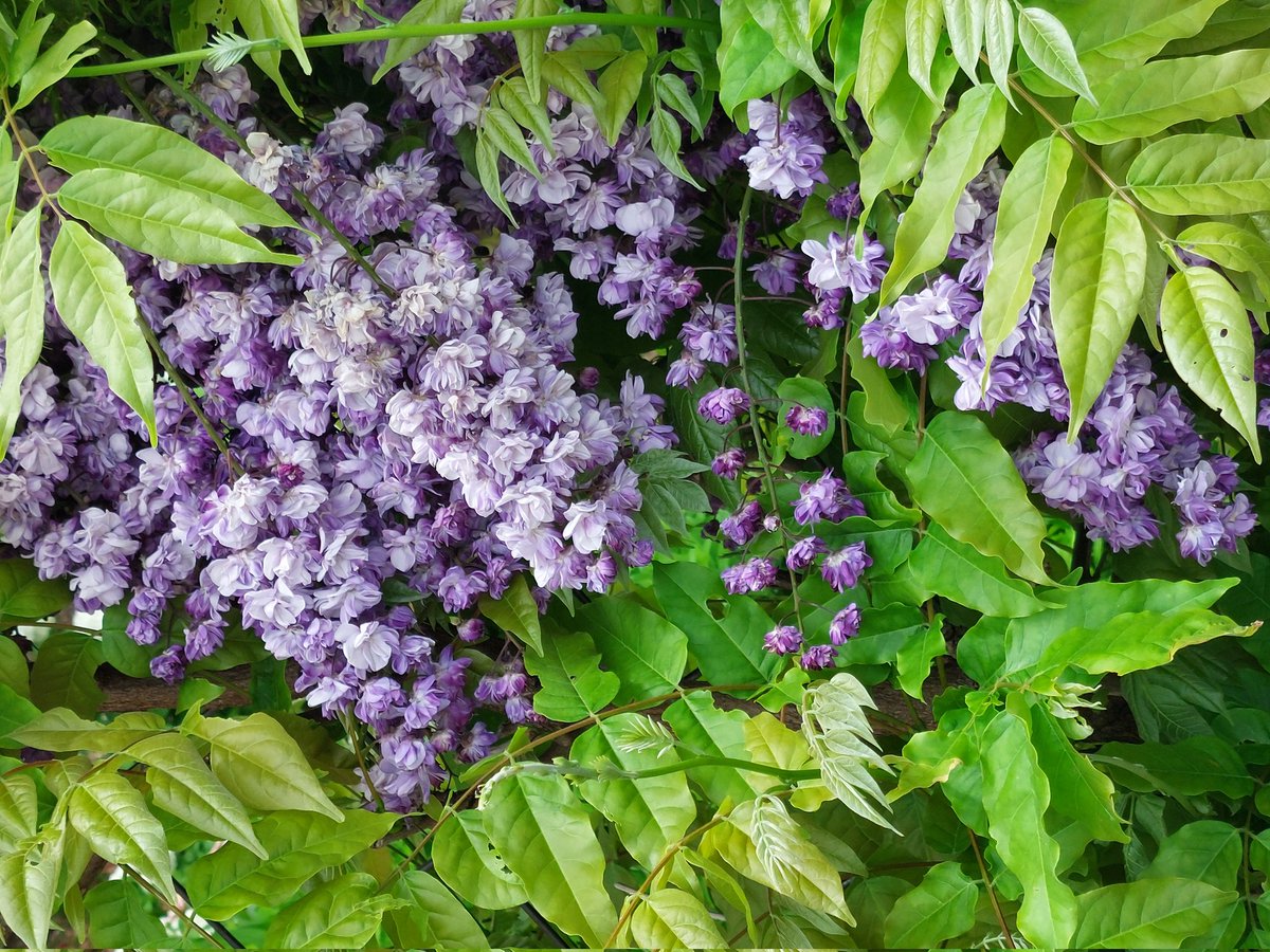 えぃこ tweet media