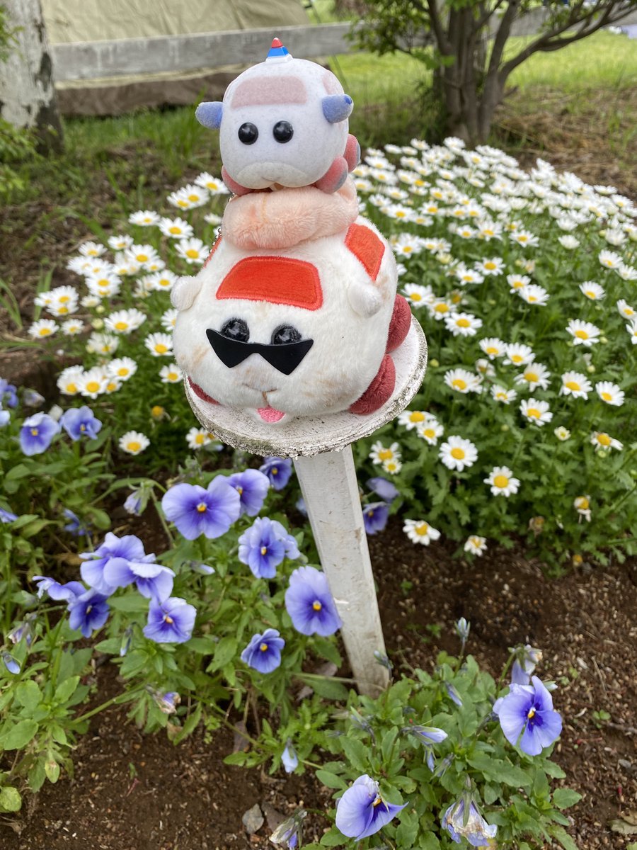 はちぽ tweet media