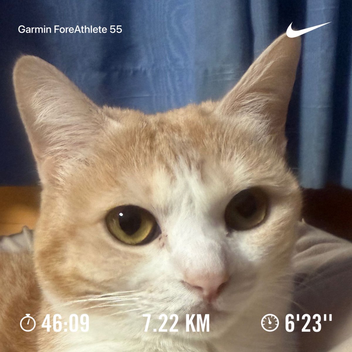 cronoszx12r's tweet image. 今日は7km走りました。
たまにはキリッとしたベルちゃん
美人さんです。

#NRC #justdoit
#ベルちゃん #猫
#ランニング