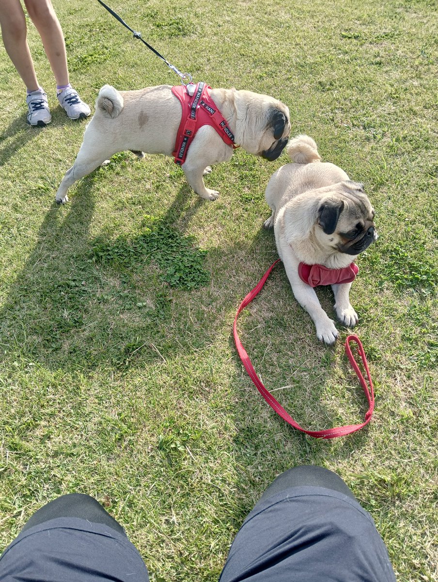 プシュッ、、、、陽気な顔の子いた！

#パグ