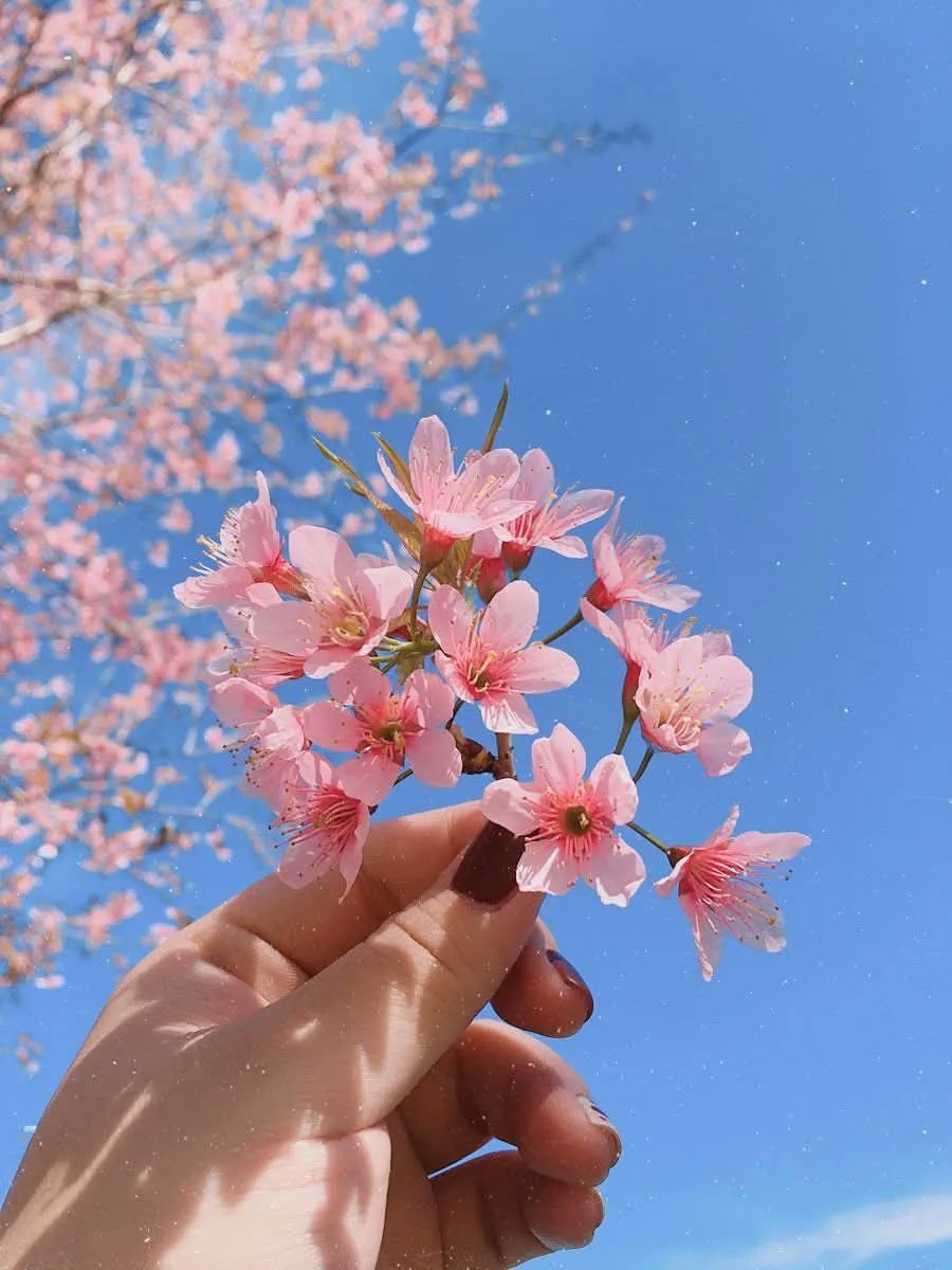 🩷🌸Petals and peace, right where I need them🌸🩷
