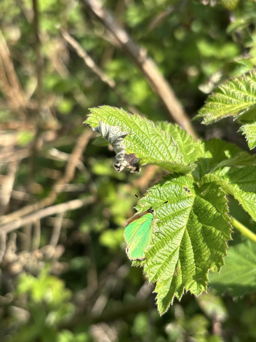 GrahamDenny9's tweet image. Hairstreaks have surpassed themselves , @BC_Suffolk @RabKing___aye @barry_woodhous7 count 4 yesterday different area 3 today from 0to 1 a year in 5 years to ten + sightings this year @savebutterflies @butterfly5World #butterflies @StevenFalk1 @Gameandwildlife @SchoffelCountry