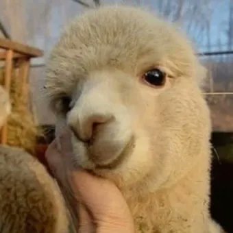 PJH_Updates's tweet image. [💌] - JUNHEE official LıNC update ♥️ 
(260426)

(10:41am TST)

"I'm awake"

#JUNHEE #준희 #박준희 #ジュンヒ